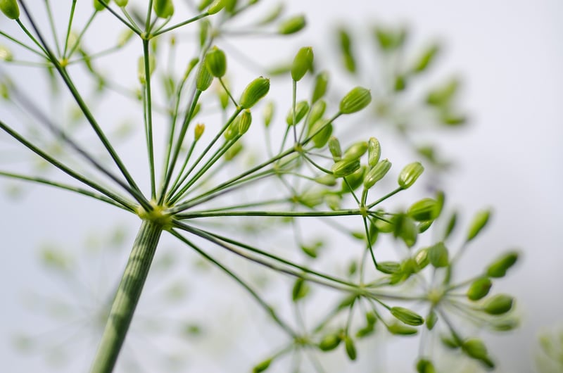 Herb Growing Techniques
