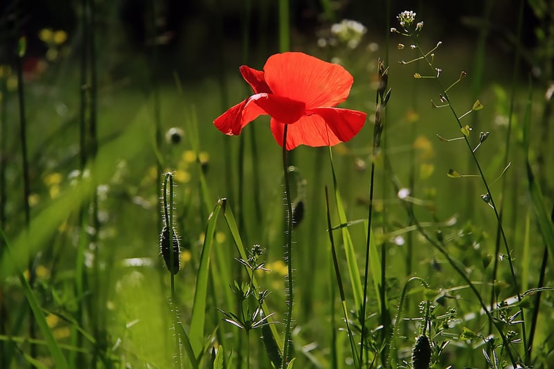Colorful garden flowers