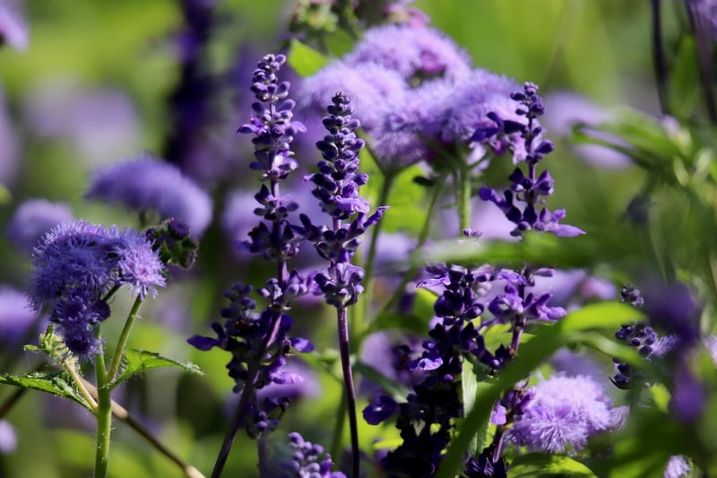 Sage Herb